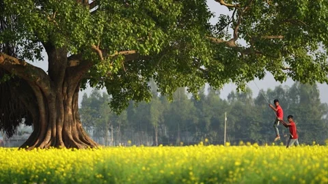 View of children playing under a banyan tree in a field, Bangladesh. Stock-Footage 335583651