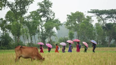View of children with umbrellas walking in a field, Bangladesh. 스톡 동영상 335585212