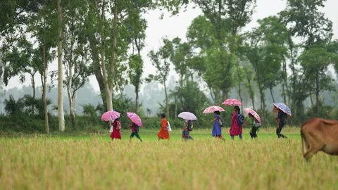View of children with umbrellas walking through fields, Bangladesh. Video stock 335585179