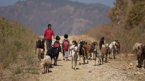 View of children walking with a herd of goats in Surkhet, Nepal. Stock Footage 335466726