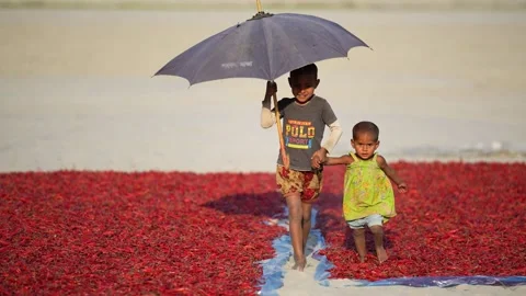 View of children walking through drying red chilies, Bangladesh. Video stock 334948461