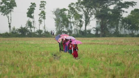 View of children walking with umbrellas through a field, Bangladesh. Stock Footage 335585292