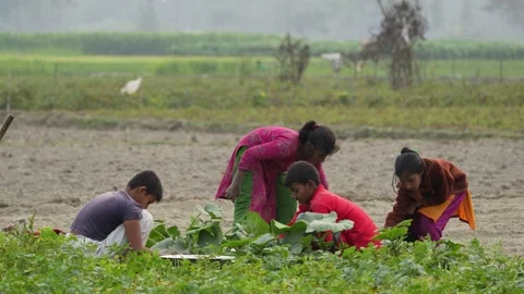 View of children working in a rural field in Bogura, Bangladesh. Video stock 335586215
