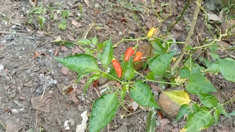 The view of the chili fruit trees Stock Footage 240013528
