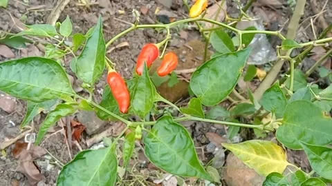 The view of the chili fruit trees Stock Footage 240013529