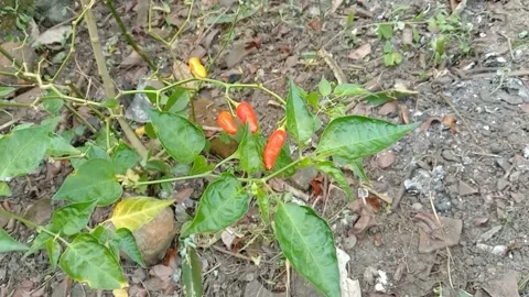 The view of the chili fruit trees Stock Footage 240013530