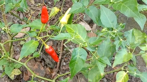 The view of the chili fruit trees Stock Footage 240013754