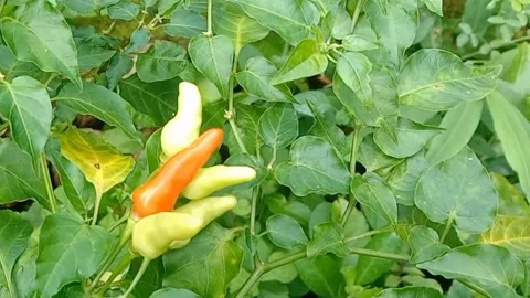 The view of the chilies Stock Footage 237761359