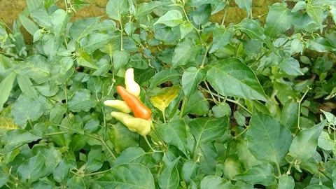 The view of the chilies Stock Footage 237761400