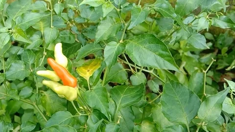 The view of the chilies Video stock 237761508