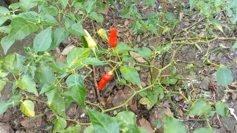 A view of the chilies Stock Footage 240013758