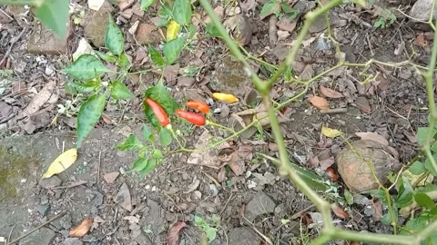 A view of chilies Stock Footage 240013964