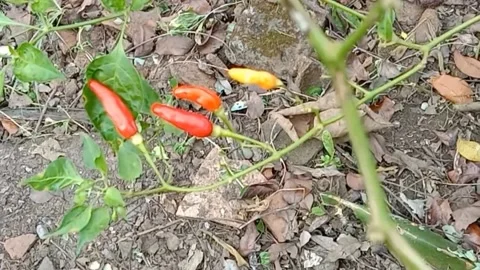 A view of chilies Stock Footage 240013965