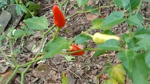 A view of the chilies Stock Footage 240014217