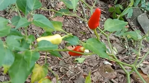 A view of the chilies Stock Footage 240014370