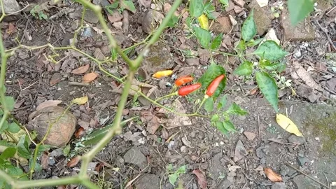 A view of the chilies Stock Footage 240014857