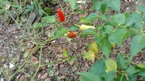 A view of the chilies Stock Footage 240014862