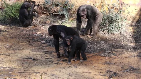 View of Chimpanzees in nature reserve of Castillo de las Guardas, Sevilla, Spain Stock Footage 143486600