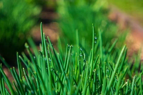 View of chives Schnitt with drops of water in the garden. Soft focus on fre.. Stock Photos