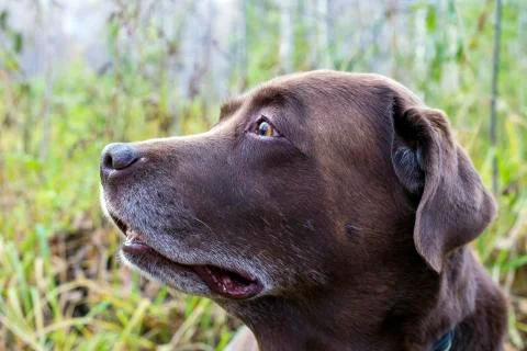 The view of the chocolate labrador to the side. Stock Photos
