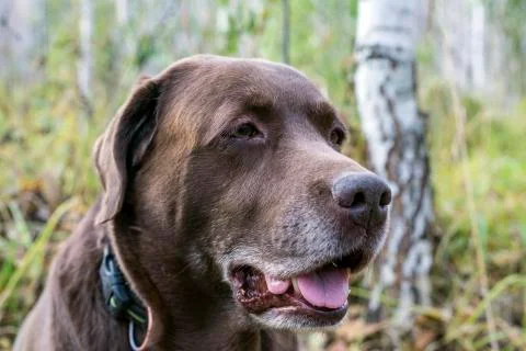 The view of the chocolate labrador to the side. Stock Photos