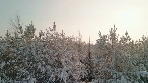 View of Christmas trees with snow-covered branches in winter. Flight near the Stock Footage 170479285