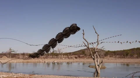 View of a Chronovideo of a bird taking flight from a dead tree, Namibia. 스톡 동영상 340134049