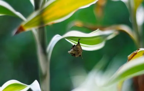 View of chrysalis Stock Photos