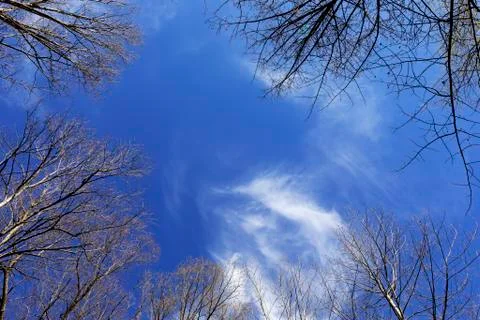 View of cirrus clouds in winter sky looking up through bare trees Stock Photos