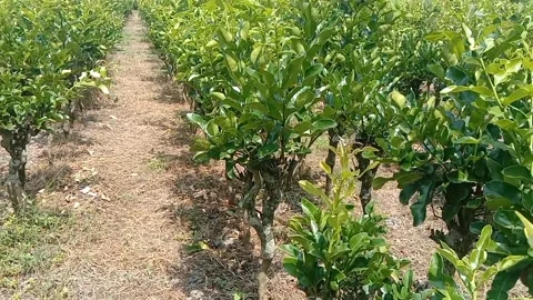 A view of citrus cultivation Video stock 236078307