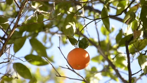 View of citrus fruit Stock Footage 236126776