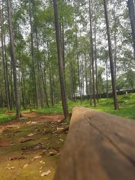 A view in a city forest with trees Stock Photos