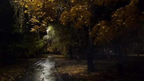 View of the city park after the rain illumination leaves Stock Footage 289244782