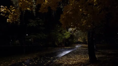 View of the city park after the rain illumination leaves Stock Footage 289244783