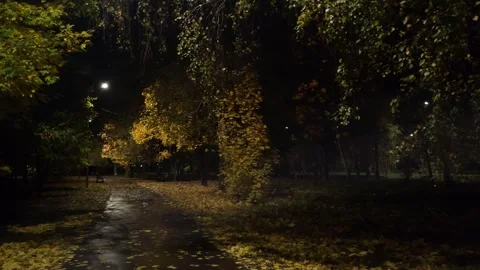 View of the city park after the rain illumination leaves Stock Footage 289244785