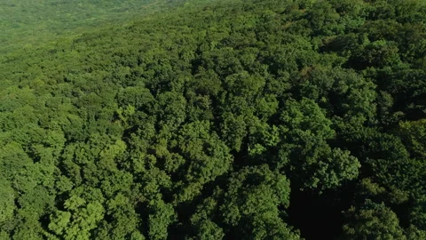 View of the city through the edge of the forest Stock Footage 153068823