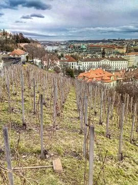 View of the City from a Vineyard 库存照片