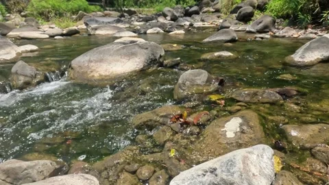 View of a clear and calm flowing tropical rainforest river Stock Footage 323149920