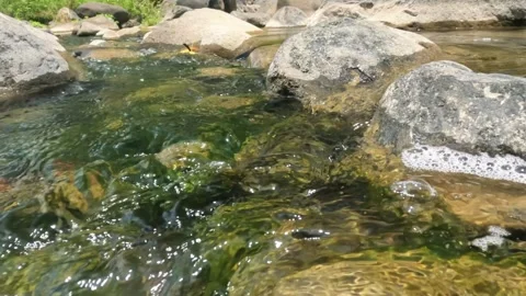 View of a clear and calm flowing tropical rainforest river Stock Footage 323149922