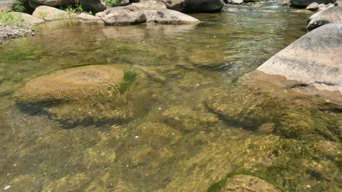 View of a clear and calm flowing tropical rainforest river Stock Footage 323149941