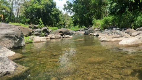 View of a clear and calm flowing tropical rainforest river Stock Footage 323149948