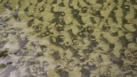 A view into clear mountain stream with a sandy bottom Stock Footage 138911281