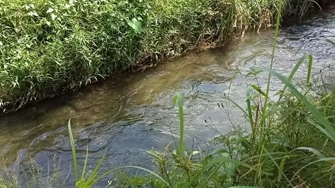 View of a clear river flow during the day Stock Footage 246845949