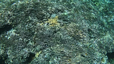 A view of a clear tropical coral Stock Footage 331149839