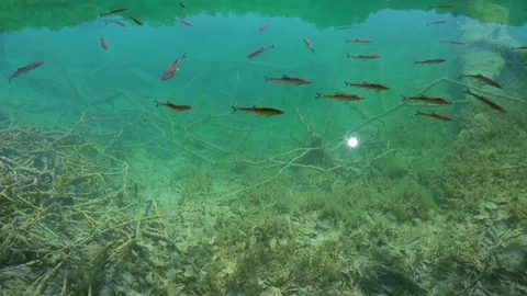 View of the clear water and fish in lake in Plitvice National Park Video stock 86334019