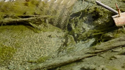 View of clear water running across an old culvert that is covered in weeds Stock Footage 256592768