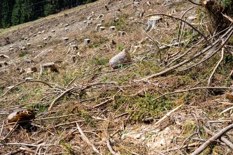 View of a cleared forest on a mountainside in the Austrian Alps Stock Photos