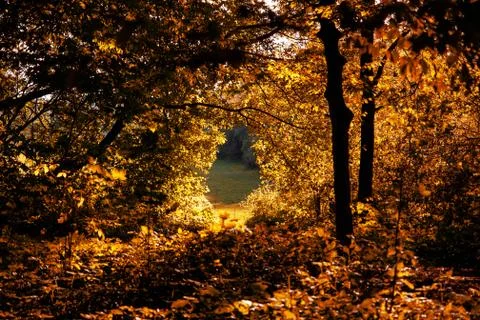 View of the clearing through the bright yellow autumn foliage in the park Stock Photos