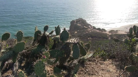 View from cliff with cactus in the wind (Point Dume) Stock Footage 53308163