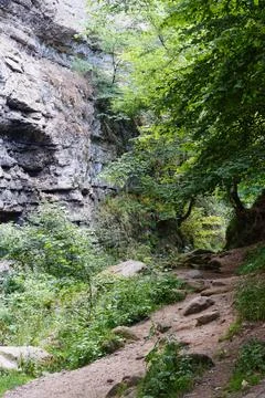 View of the cliff in the gorge with trees Stock Photos
